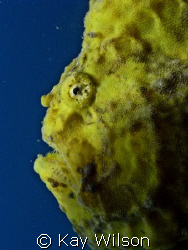 Frogfish by Kay Wilson 